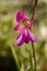 Flower of Italian gladiolus.