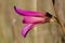 Flower of Italian gladiolus.