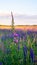 Flower of ivan-chai on the blurred background of summer meadow and blurred evening sky