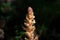 Flower of an ivy broomrape, Orobanche hederae