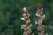 Flower of an ivy broomrape, Orobanche hederae