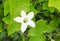 Flower ivy gourd white and leaf green Scientific name coccinia grandis