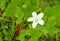 Flower ivy gourd white and leaf green Scientific name coccinia grandis