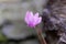 Flower of an ivy leaved cyclamen Cyclamen hederifolium