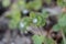 Flower of an ivy leaved speedwell, Veronica hederifolia