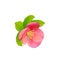 Flower of Japanese Quince (Chaenomeles japonica) isolated on white background