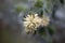 Flower of a Jupiter beard, Anthyllis barba jovis