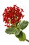 Flower Kalanchoe, tropical succulent, on white