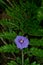 Flower of kangaroo apple fallen on a fern.