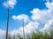 Flower of Kans grass sway in wind and the blue sky and the tempo