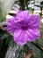 The flower kencana purple