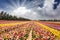 Flower kibbutz near Gaza Strip