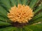 Flower of King Sago Palm plant