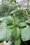 Flower of `king` spinach, Amaranthus spp.