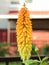 Flower Kniphofia close-up blurred