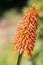 Flower Kniphofia uvaria