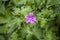 Flower of a knotted crane`s bill Geranium nodosum