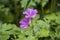 Flower of a knotted crane`s bill Geranium nodosum