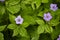 Flower of a knotted crane`s bill Geranium nodosum