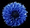 Flower l blue dahlia. Black isolated background with clipping path. Closeup. no shadows. For design.