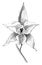 Flower of Laelia Albida vintage illustration