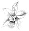Flower of Laelia Anceps vintage illustration