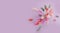 Flower lagurus fluffy festive  on colored background  framebeauty