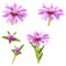 Flower of lampranthus on a white background