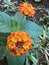 Flower - Lantana