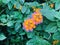Flower of Lantana camara or Common lantana or Spanish flag or Wild-sage or Tickberry.