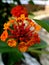 Flower Lantana Just bloomed Color Orange Beautiful Captivating