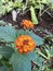 Flower - Lantana urticoides