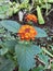 Flower - Lantana urticoides