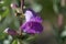 Flower of a large beardtongue, Penstemon grandiflorus