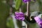Flower of a large beardtongue, Penstemon grandiflorus
