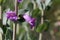 Flower of a large beardtongue, Penstemon grandiflorus