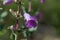 Flower of a large beardtongue, Penstemon grandiflorus