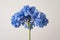 a flower large blue hydrangea on a light background