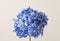 a flower large blue hydrangea on a light background