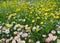 Flower lawn. Daisies and Creeping Buttercup lat. Ranunculus repens