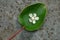 Flower and leaf of the baby kiwi berry (actinidia arguta)