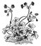 Flower, leaf, Oxalis, Boweii, plant, shrub, lobes vintage illustration