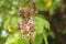 Flower and leaf of star fruit Averrhoa carambola