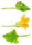 Flower and leaf of zucchini isolated