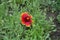 A flower in the leafage of Gaillardia aristata