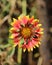 A Flower with leaves of dual colours