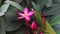 Flower and leaves of exotic pink plumeria sways in the wind close up, professional video