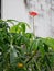 Flower and leaves of plant Jatropha dissected Jatropha multifida , coral plant