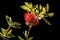 Flower and leaves of scarlet bottlebrush