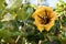 Flower and leaves of Solandra maxima, cup of gold vine, golden chalice vine. Gran Canaria, Spain